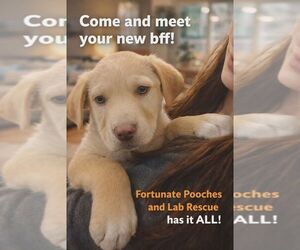 Labrador Retriever-Unknown Mix Dogs for adoption in Palatine/Kildeer/Buffalo grove, IL, USA