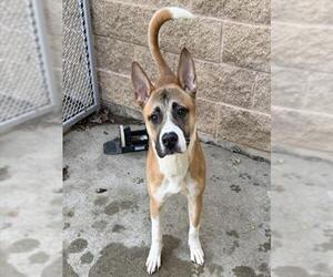 Boxita Dogs for adoption in Aurora, IL, USA