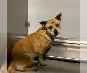 American Pit Bull Terrier-Chihuahua Mix Dogs for adoption in Modesto, CA, USA