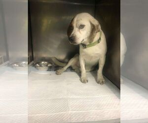 Beagle Dogs for adoption in Williamson, WV, USA