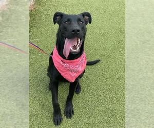 Labrador Retriever-Unknown Mix Dogs for adoption in Fayetteville, NC, USA