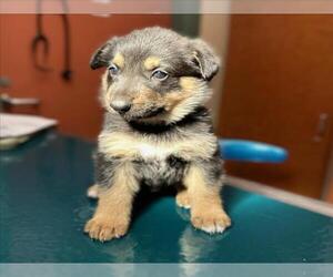 German Shepherd Dog Dogs for adoption in Rancho Cucamonga, CA, USA