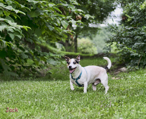 Jack Russell Terrier Dogs for adoption in Shamokin, PA, USA