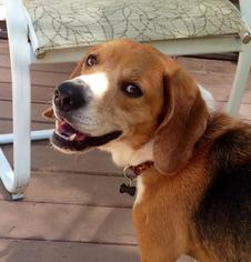 Medium Photo #1 Beagle Puppy For Sale in Tonawanda , NY, USA