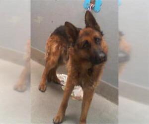 German Shepherd Dog-Unknown Mix Dogs for adoption in Las Vegas, NV, USA