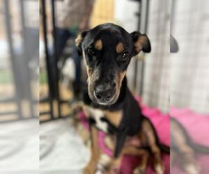 Mutt Dogs for adoption in Elmsford, NY, USA