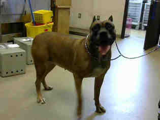 Bullmastiff Dogs for adoption in Fayetteville, NC, USA