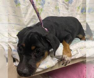 Dachshund-Unknown Mix Dogs for adoption in Modesto, CA, USA