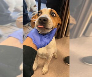Australian Cattle Dog-Unknown Mix Dogs for adoption in Burbank, CA, USA