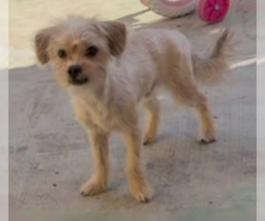 Mutt Dogs for adoption in Ventura, CA, USA