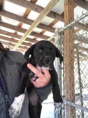 Mutt Dogs for adoption in Nashville, GA, USA