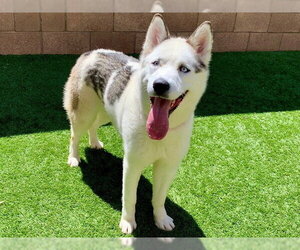 Siberian Husky-Unknown Mix Dogs for adoption in Moreno Valley, CA, USA