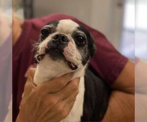 Boston Terrier Dogs for adoption in Denison, TX, USA
