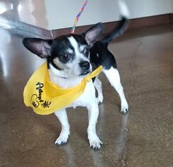 Rat-Cha Dogs for adoption in Irving, TX, USA
