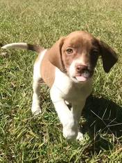 German Shorthaired Lab Dogs for adoption in SHERBURNE, NY, USA