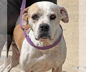 Bulldog-Unknown Mix Dogs for adoption in Washington, DC, USA