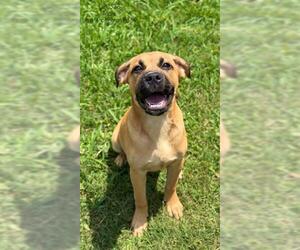 Black Mouth Cur Dogs for adoption in Sugar Land, TX, USA