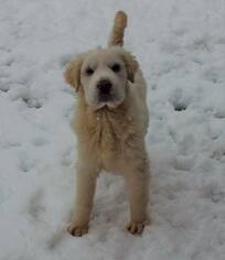 Golden Pyrenees Dogs for adoption in Plainfield, IL, USA