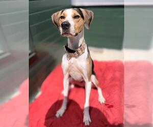 Mutt Dogs for adoption in Waterford, VA, USA