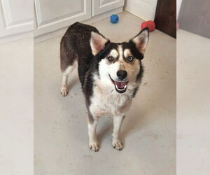 Border-Aussie Dogs for adoption in Mt. Gilead, OH, USA