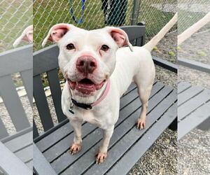 American Pit Bull Terrier-American Staffordshire Terrier Mix Dogs for adoption in Rockaway, NJ, USA