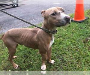 American Staffordshire Terrier Dogs for adoption in Gainesville, FL, USA