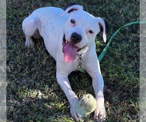 American Pit Bull Terrier-Unknown Mix Dogs for adoption in Ocala, FL, USA
