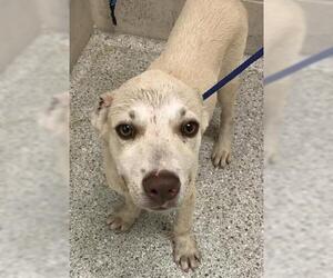 Labrador Retriever-Unknown Mix Dogs for adoption in Conroe, TX, USA