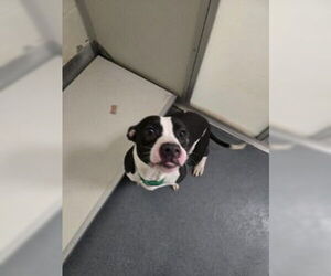 Mutt Dogs for adoption in Glen Allen, VA, USA