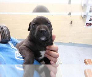 Labrador Retriever-Unknown Mix Dogs for adoption in Tulsa, OK, USA
