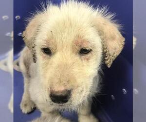 German Shepherd Dog Dogs for adoption in Conroe, TX, USA