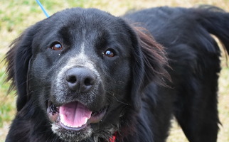Borador Dogs for adoption in Standish, MI, USA