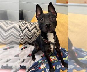 Mutt Dogs for adoption in Peoria, IL, USA