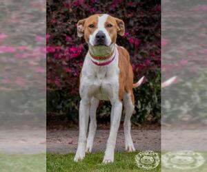 American Bulldog Dogs for adoption in Columbus, GA, USA