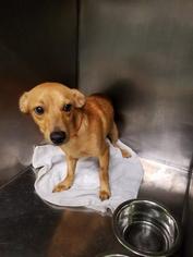 Chiweenie Dogs for adoption in Columbus, GA, USA
