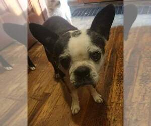 Boston Terrier Dogs for adoption in Dublin, OH, USA