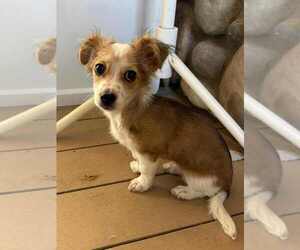 Papshund Dogs for adoption in San Diego, CA, USA