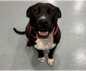 Mutt Dogs for adoption in Moreno Valley, CA, USA