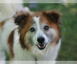 Australian Shepherd-Unknown Mix Dogs for adoption in Cookeville, TN, USA