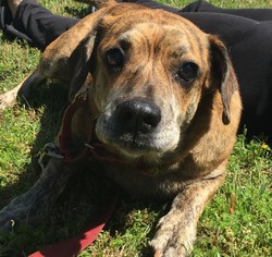 Beagle-Unknown Mix Dogs for adoption in Navarre, FL, USA