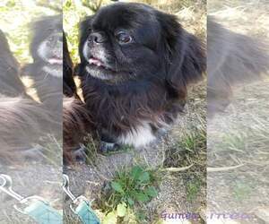 Pekingese Dogs for adoption in Encino, CA, USA