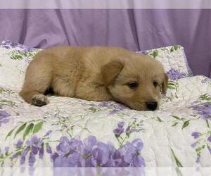 Anatolian Shepherd-Unknown Mix Dogs for adoption in Modesto, CA, USA