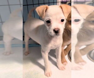 Chihuahua-Unknown Mix Dogs for adoption in San Bernardino, CA, USA