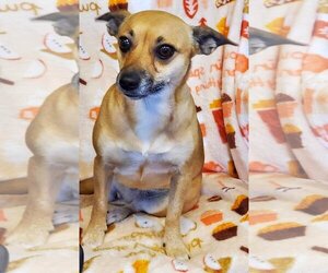 Chihuahua-Unknown Mix Dogs for adoption in Amarillo, TX, USA