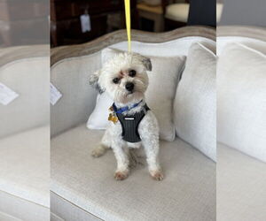 Maltese-Unknown Mix Dogs for adoption in Mundelein, IL, USA