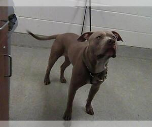 American Pit Bull Terrier Dogs for adoption in Fort Collins, CO, USA