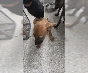 Mutt Dogs for adoption in Pasadena, TX, USA