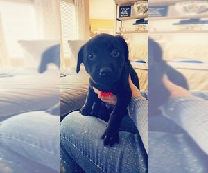Labrottie Dogs for adoption in Aurora, IN, USA