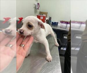 Australian Cattle Dog-Chihuahua Mix Dogs for adoption in Santa Cruz, CA, USA