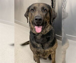 Mastador Dogs for adoption in Fairbanks, AK, USA